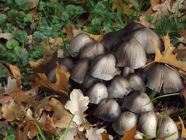 Free Umbrella Mushrooms Mushrooms photo and picture