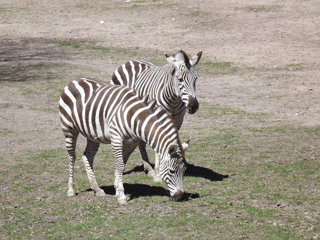 Free Animals Zebra photo and picture