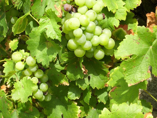Free Grapes Grapevines photo and picture