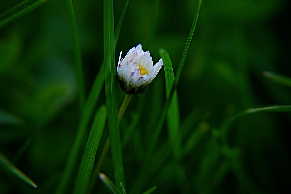 Daisy Bloom Macro - Free photo on Pixabay - Pixabay