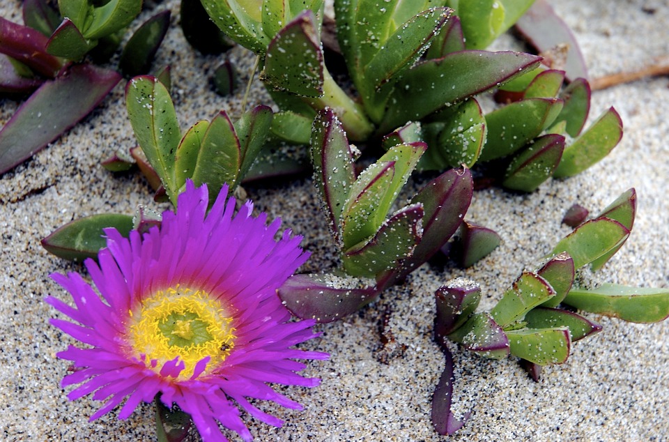 Free photo Succulent, Plant, Beach, Sand Free Image on Pixabay 363990