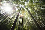 bamboo, damyang, sunshine