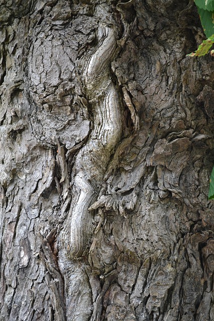 Free Tree Bark Tree photo and picture