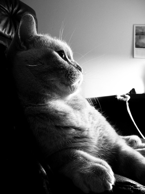 Free Cat Animal photo and picture