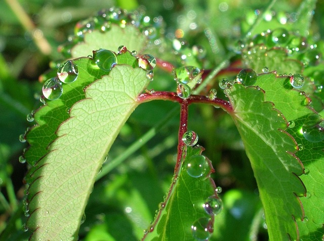 Free Leaves Drop photo and picture