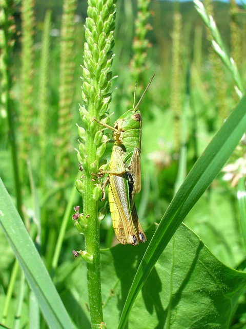 Free Grasshopper Green photo and picture