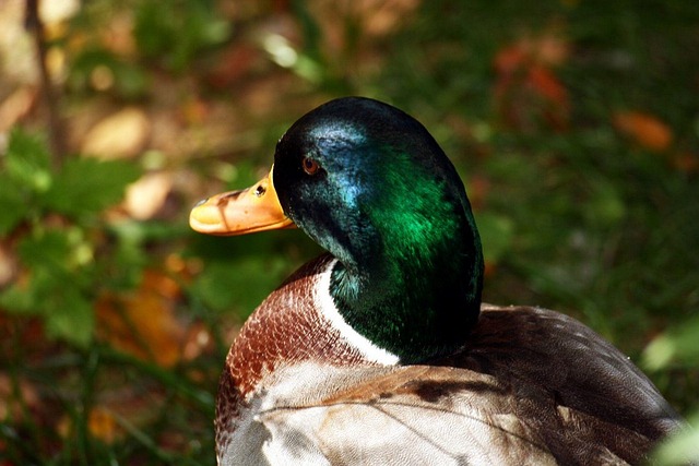 Free Drake Nature photo and picture