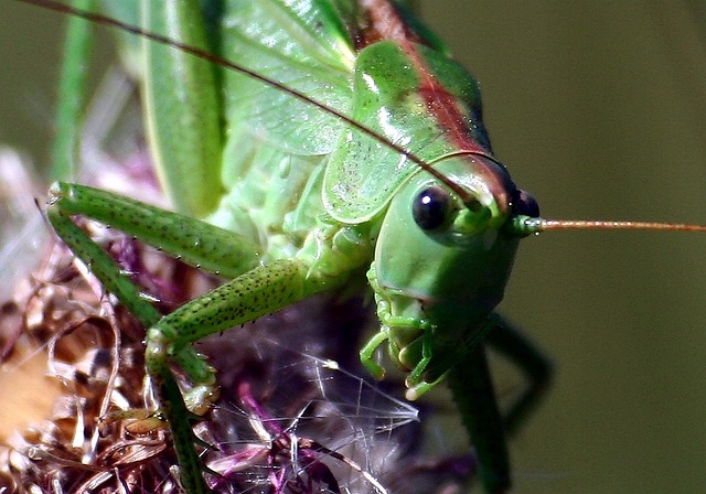 Free Grasshopper Nature photo and picture