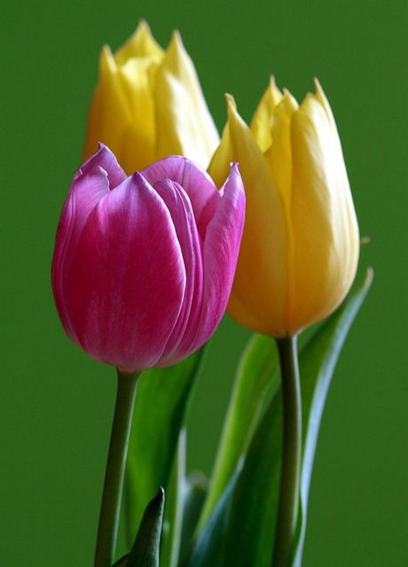 Free Tulip Flower Background photo and picture