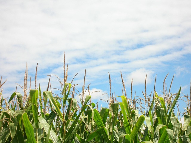 Free Corn Corn Field photo and picture