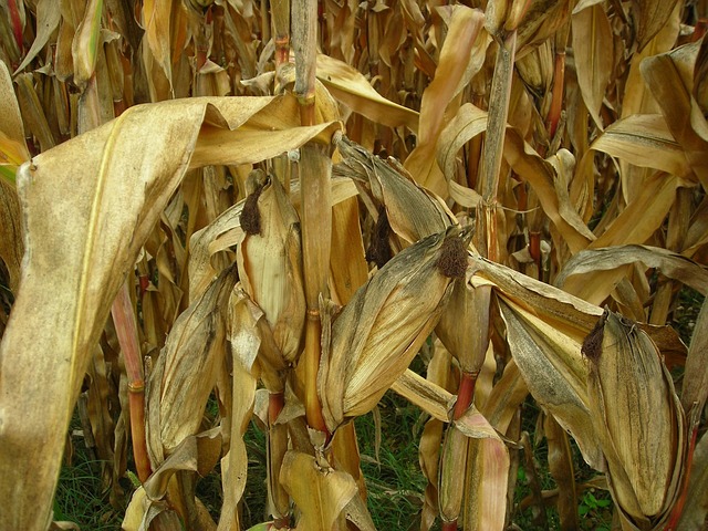Free Corn Leaves photo and picture