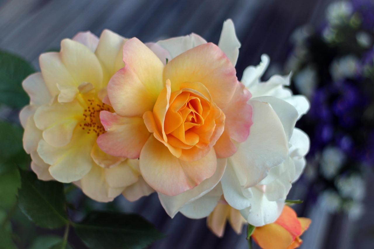 Rose Blossom Bloom - Free photo on Pixabay - Pixabay