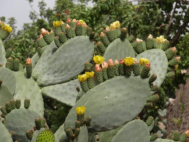 Free Cactus Flowers Prickly Pears photo and picture