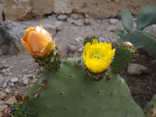 Free Cactus Flower Prickly Pear photo and picture