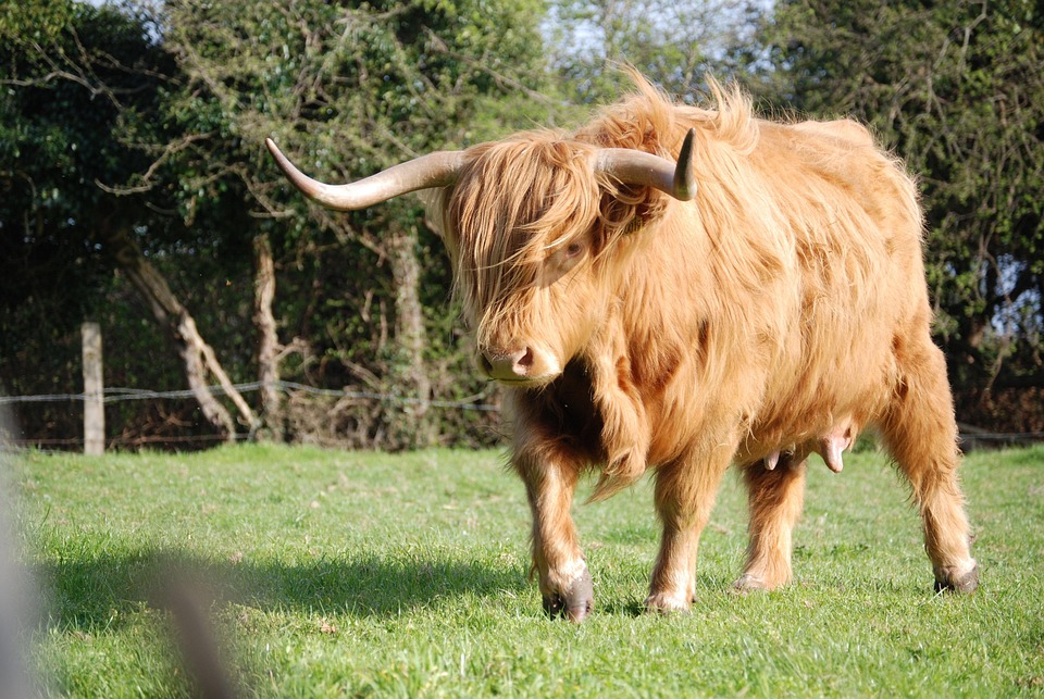 reses de las highland ganado vaca foto gratis en pixabay