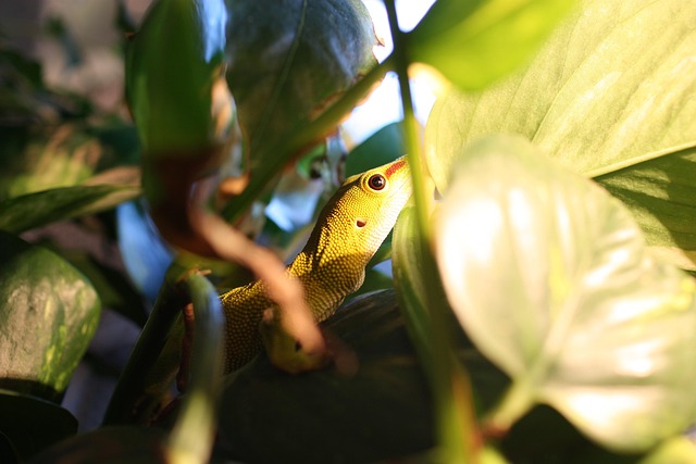 Free Gekko Lizard photo and picture