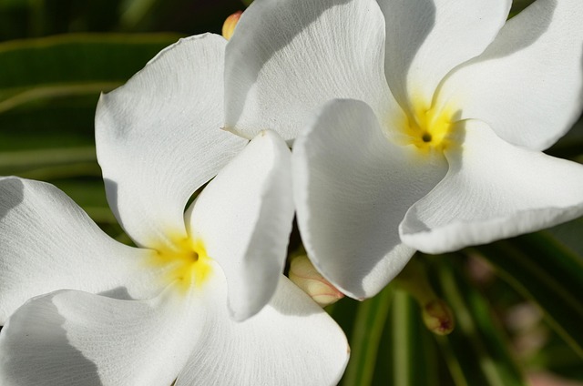 Madagaskar Palme, Blomst, Hvid