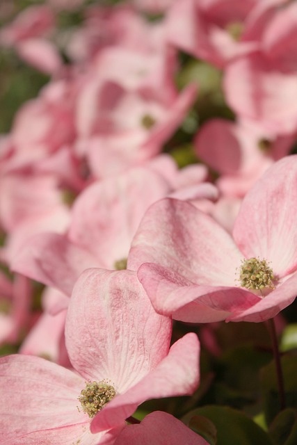 Free Pink Dogwood Dogwood photo and picture