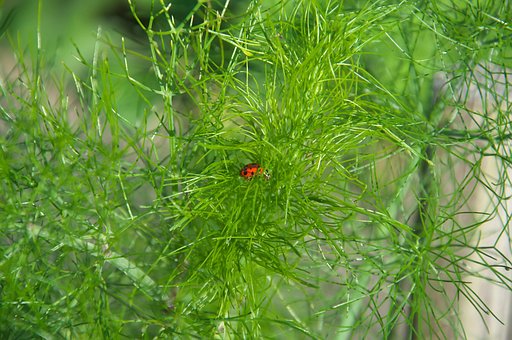 Free Ladybug Insect photo and picture