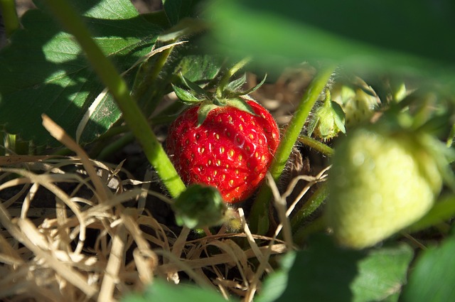 Morango Verão Vermelho - Foto gratuita no Pixabay