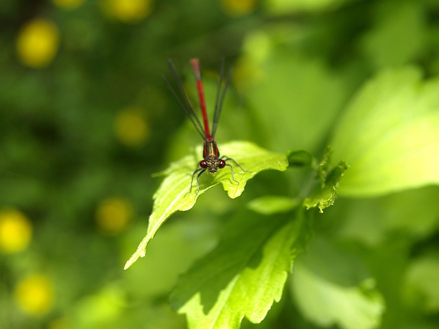 Free Dragon-Fly Red photo and picture