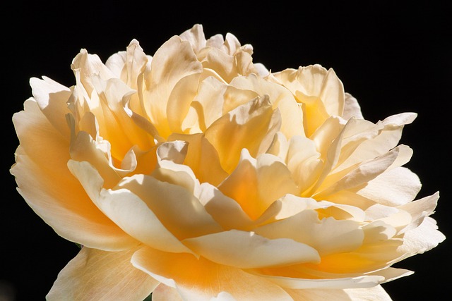 Free Rose Pink photo and picture