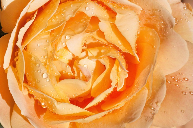 Free Rose Pink photo and picture