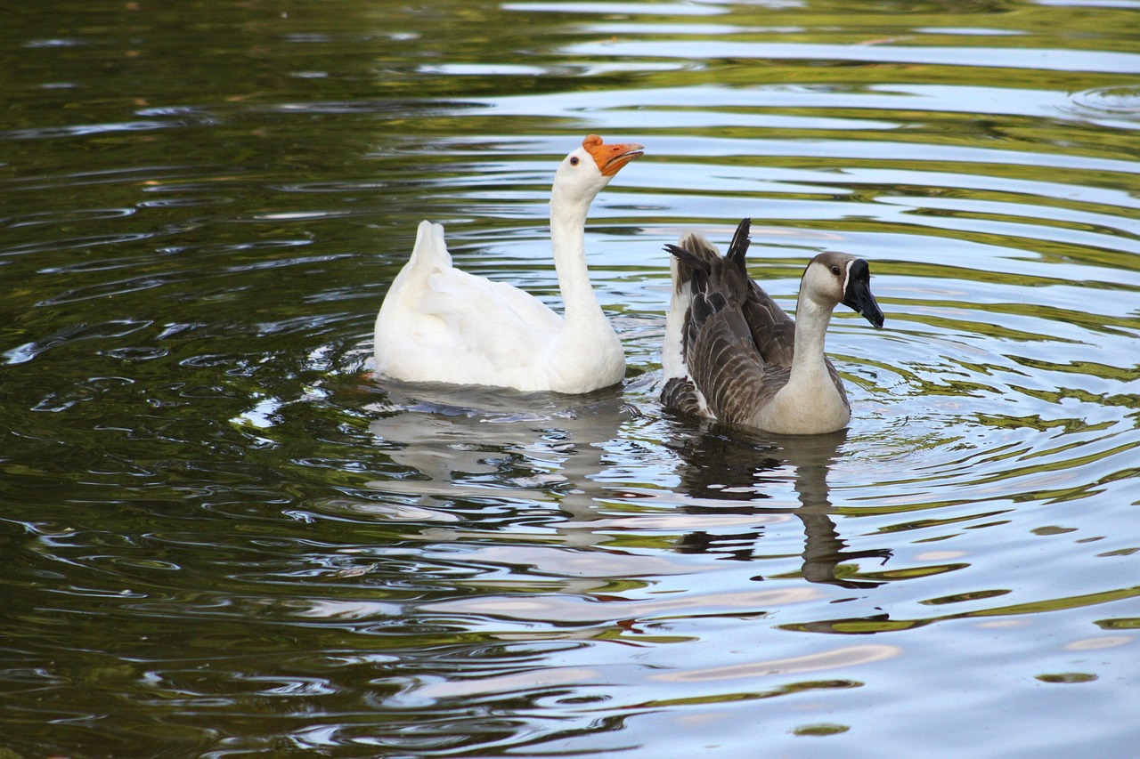 Geese In Water Geese Water - Free photo on Pixabay - Pixabay