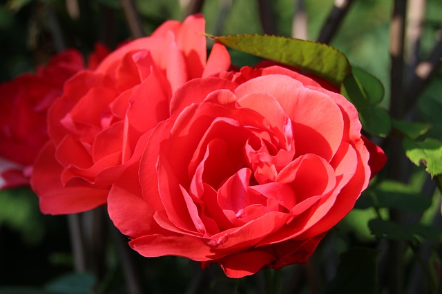 Blomst, Rose, Blomst Baggrund, Natur