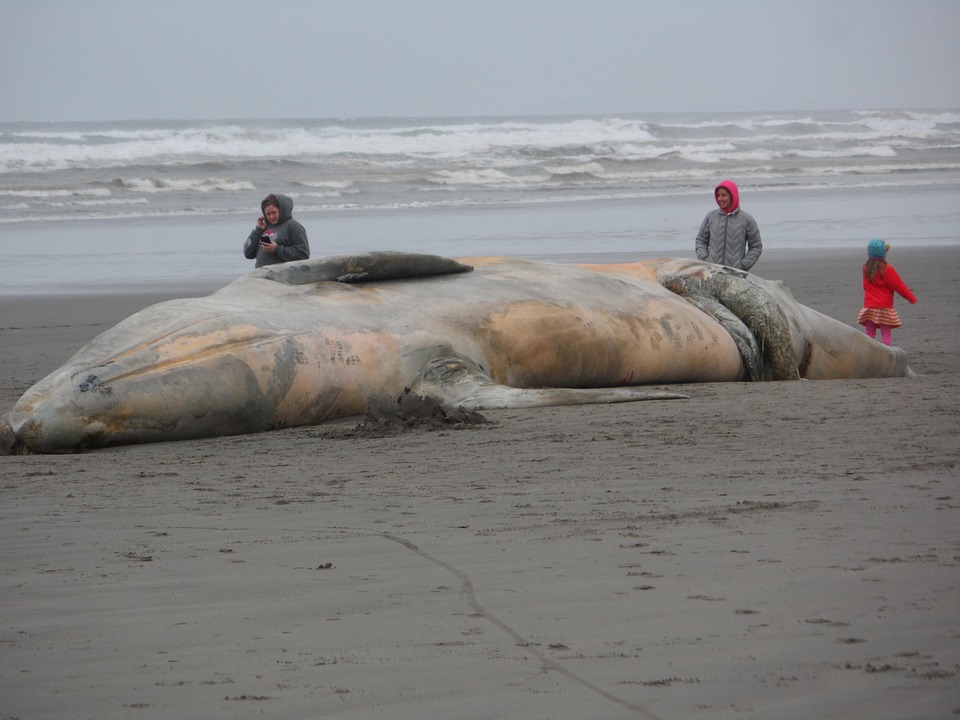 free photo beached whale seaside ocean life free free photo beached whale seaside ocean life free