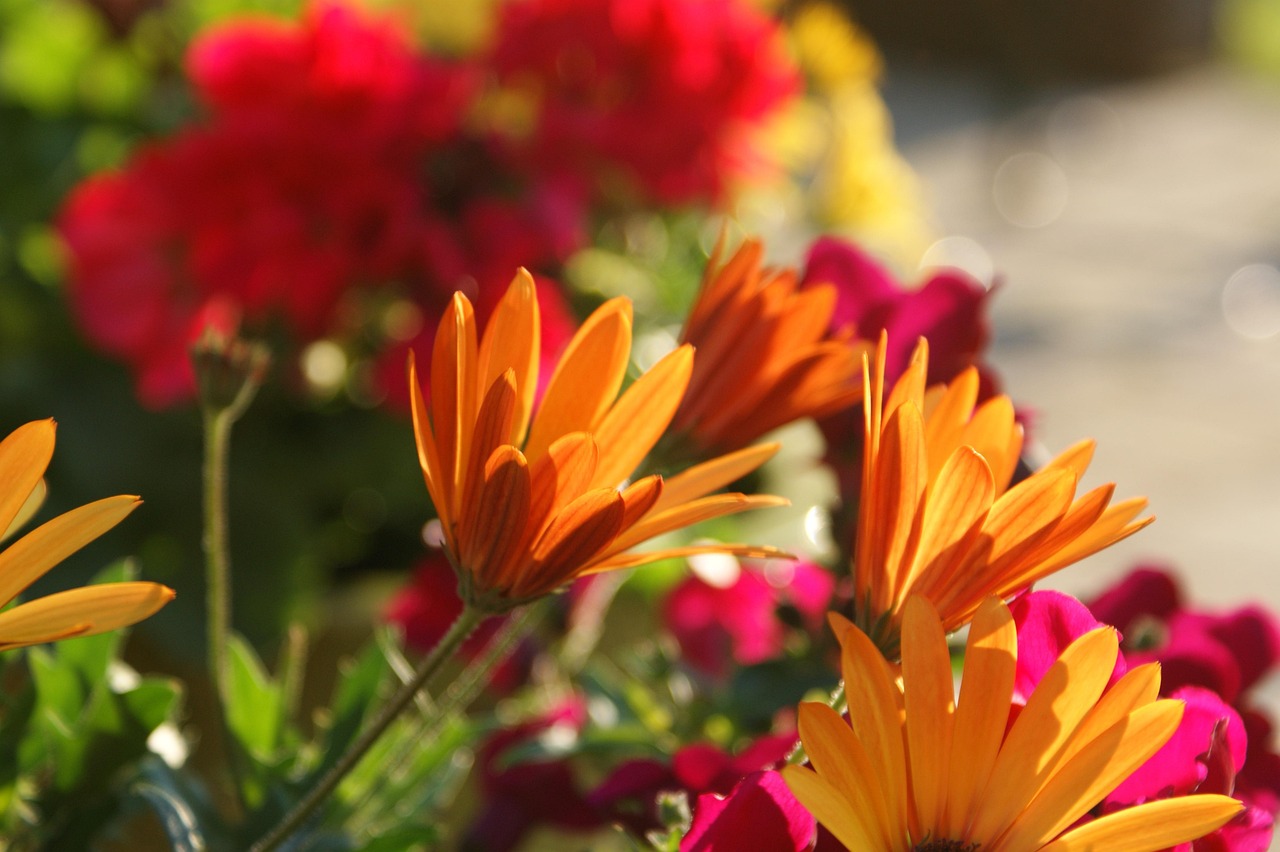 Garten Blumen Bunt Kostenloses Foto auf Pixabay Pixabay