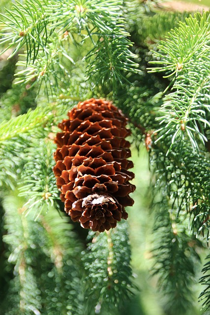 Grankogle, Nåle, Natur, Skov, Træ