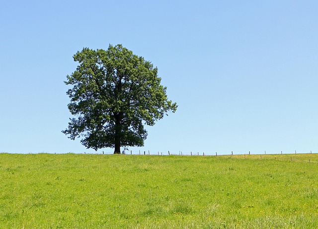 Free Tree Nature photo and picture