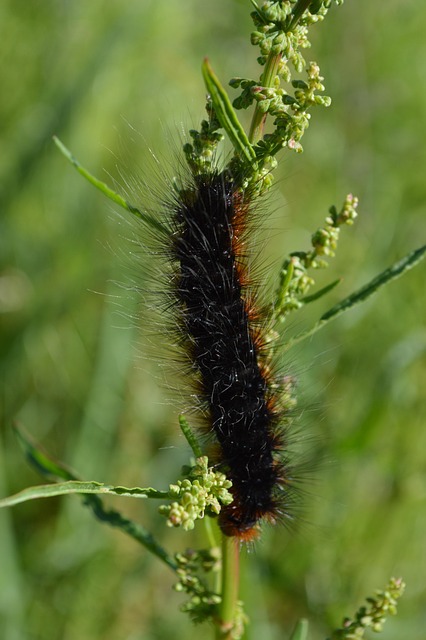 Big Bear Caterpillar Butterfly - Free photo on Pixabay - Pixabay