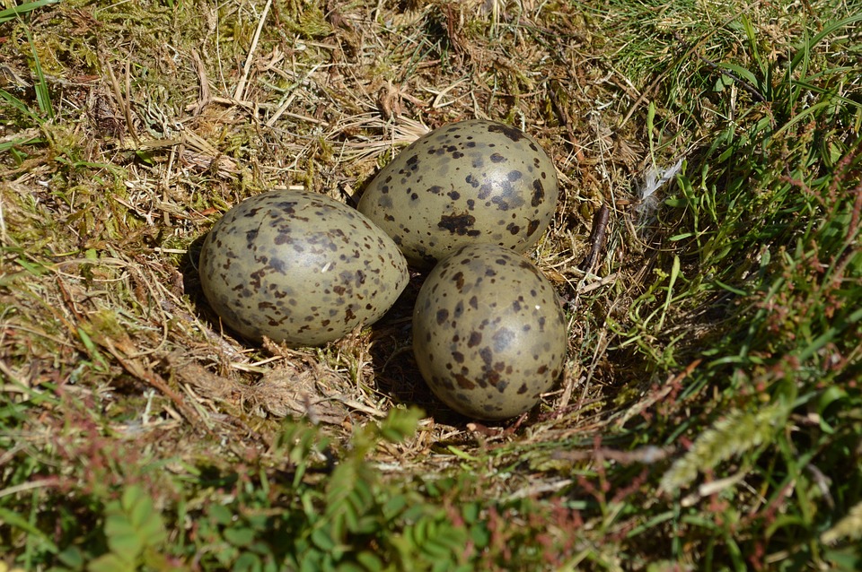 Gaviota, Meeuwenei, Huevo, Nido, Nido De Gaviotas, Tres