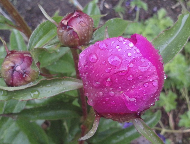 Free Flower Peony photo and picture