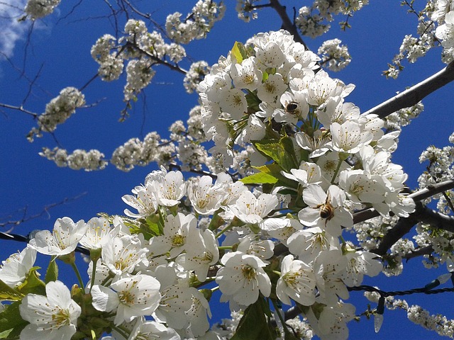 Free Blossoms Spring photo and picture