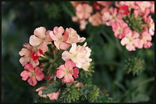 Free Geranium Geraniums photo and picture