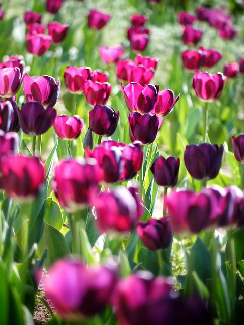 tulips, flowers, field, bloom, blossom, flowering plant, ornamental plant, plants, tulip field, flower wallpaper, flower background, tulip garden, beautiful flowers, flora, nature