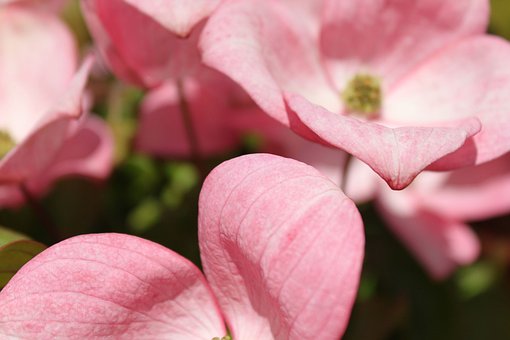 Free Pink Dogwood Dogwood photo and picture