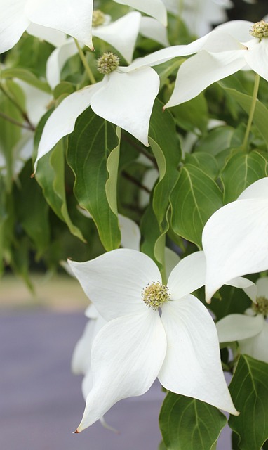 Free White Dogwood Dogwood photo and picture