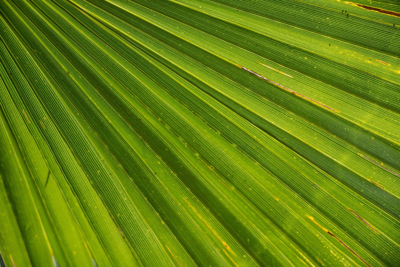 10,000+ Free Jogador Mayke Palmeiras & Palm Trees Images Pixabay