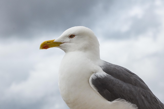 Free Gull Bird photo and picture