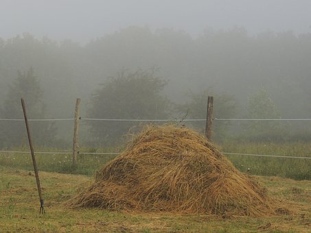 Free Hay Grass photo and picture
