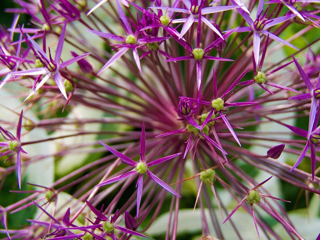 Ornamental Onion Blossom Bloom Free photo on Pixabay Pixabay