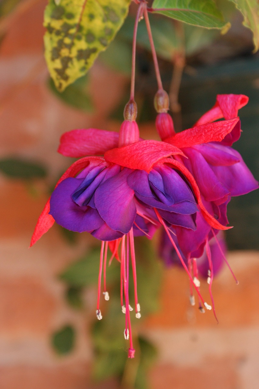 Fuchsia Bunga-Bunga Merah Jambu - Foto gratis di Pixabay - Pixabay