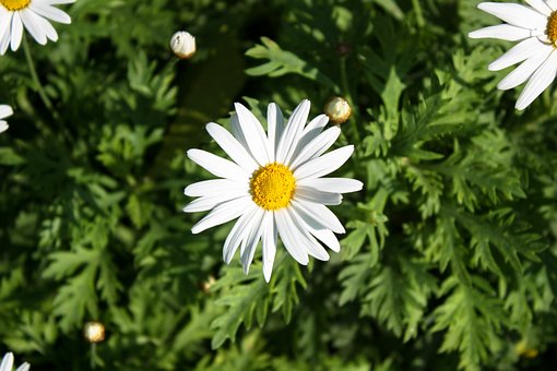 Margarida, Flor, Primavera