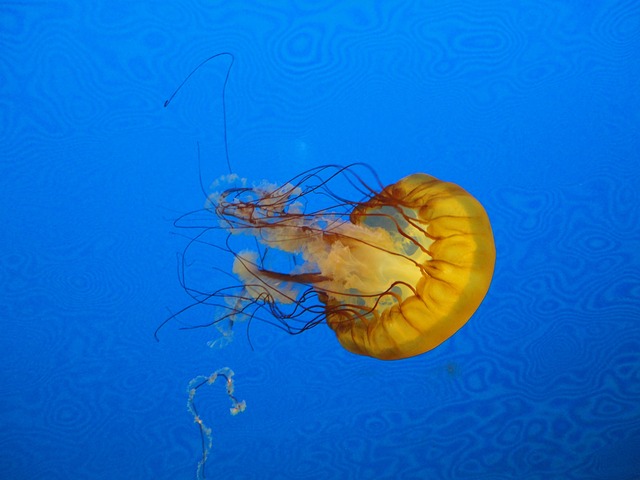 Free Jellyfish Blue photo and picture
