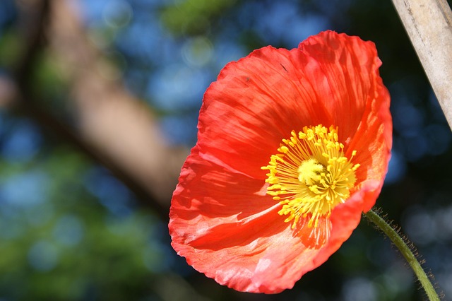 Free Poppy Red photo and picture