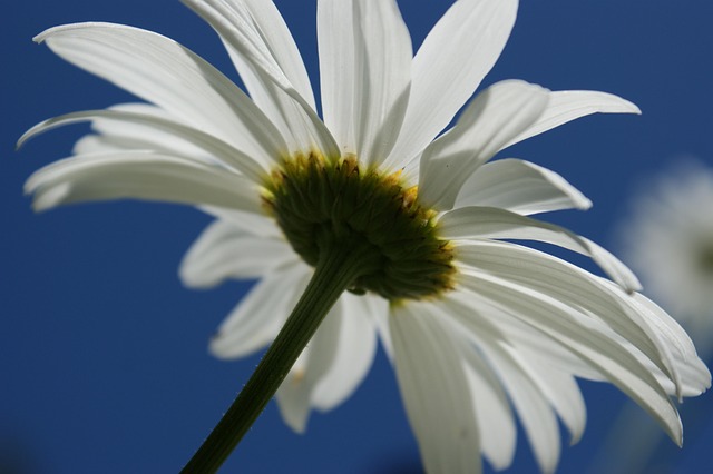 Free Daisy White photo and picture
